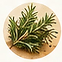 Rosemary